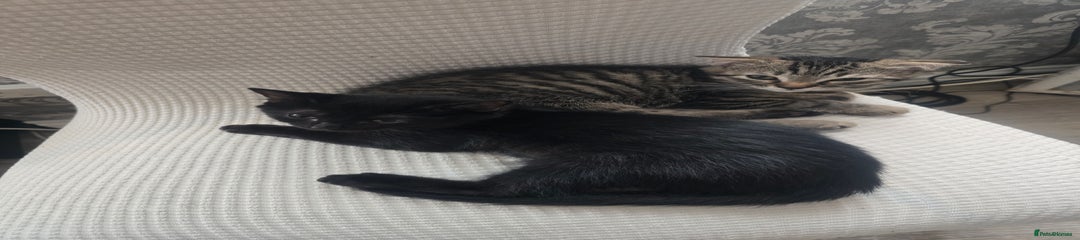 Mixed Breed Kitten 3