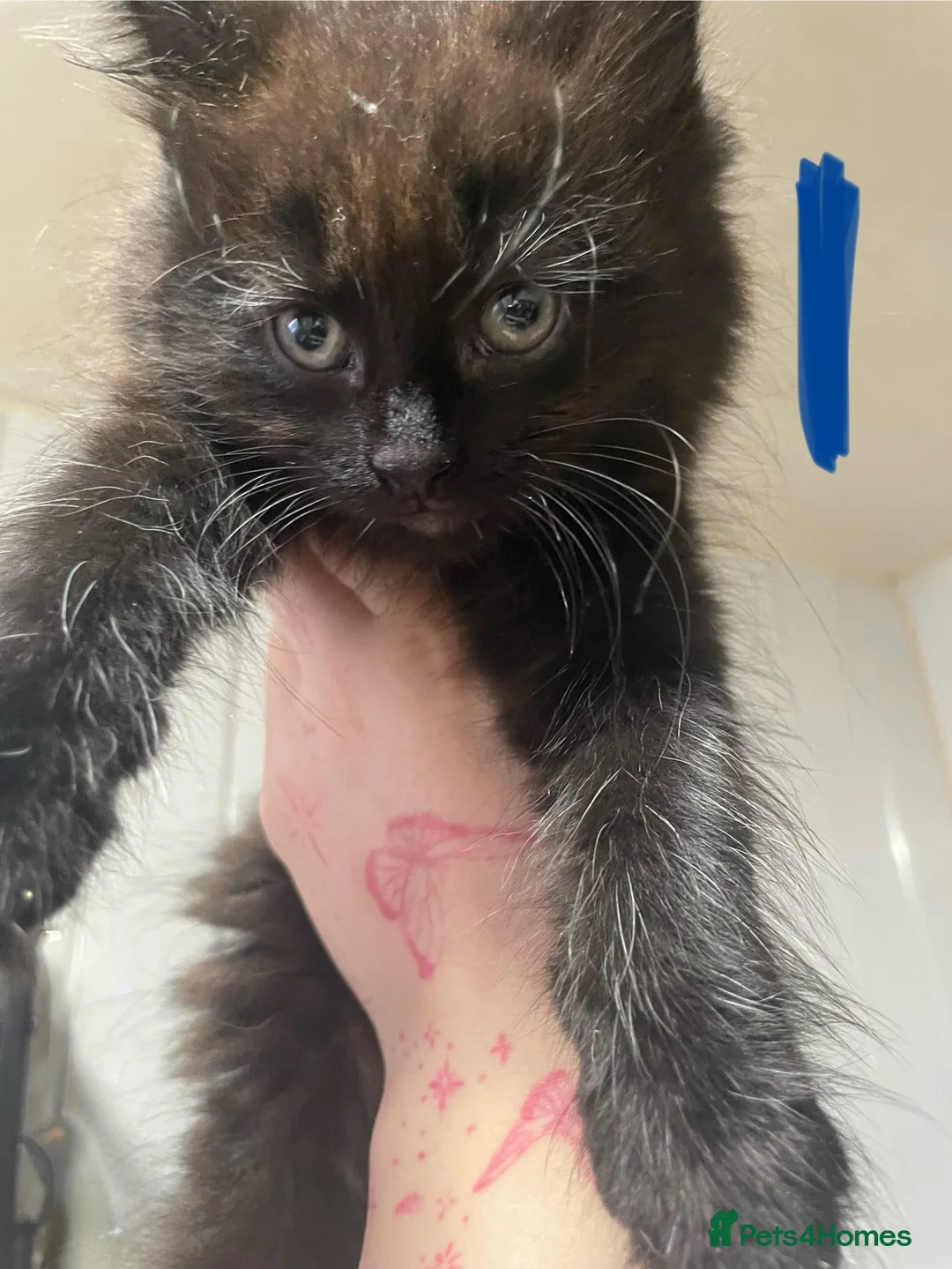 Mixed Breed cats for sale: Mixed litter female and male  - Advert 2