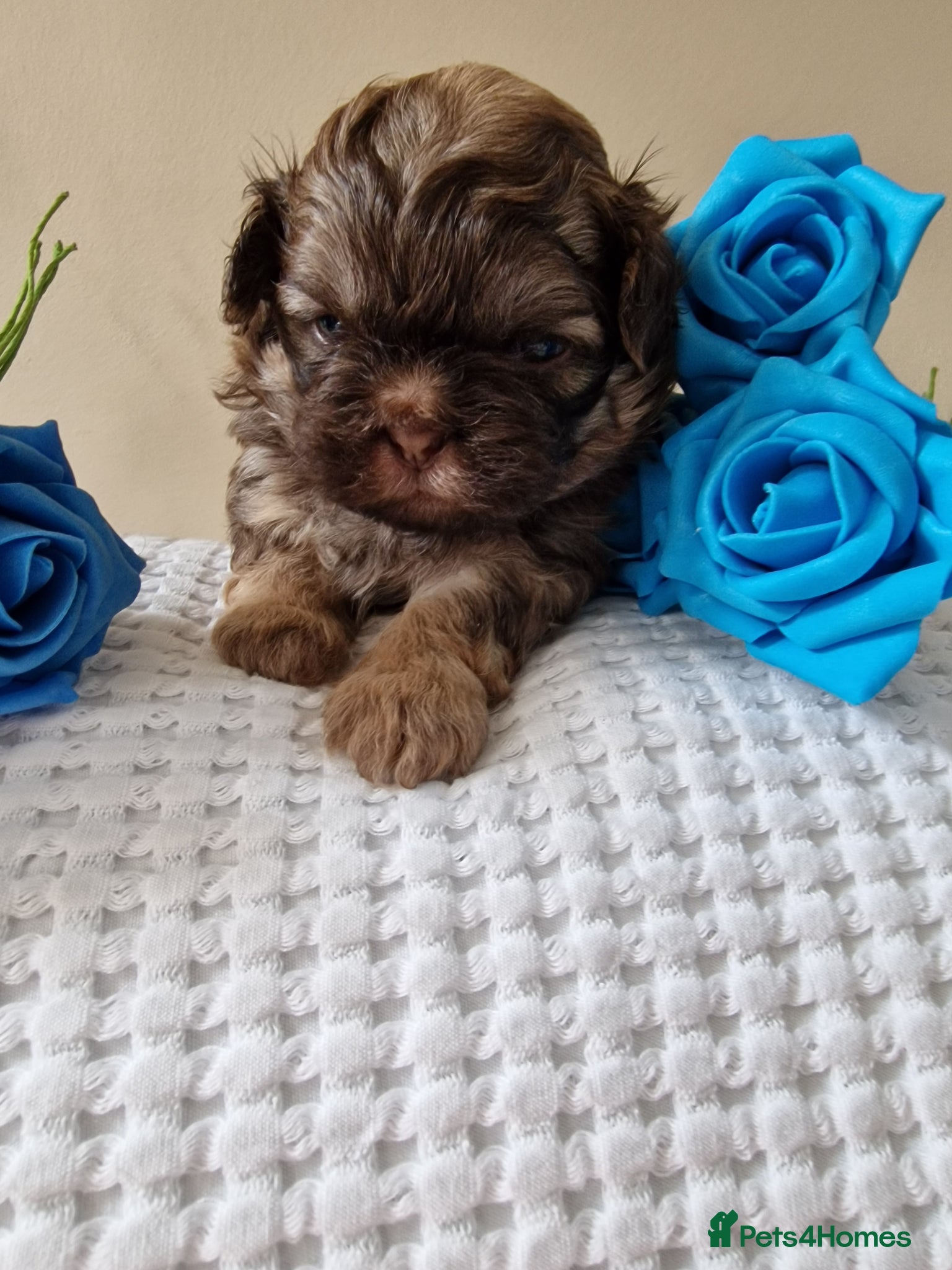 Shih Tzu dogs Adorable Shih Tzu Puppies  - Advert 1