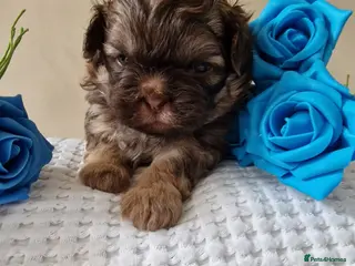 Shih Tzu dogs Adorable Shih Tzu Puppies - Advert 1