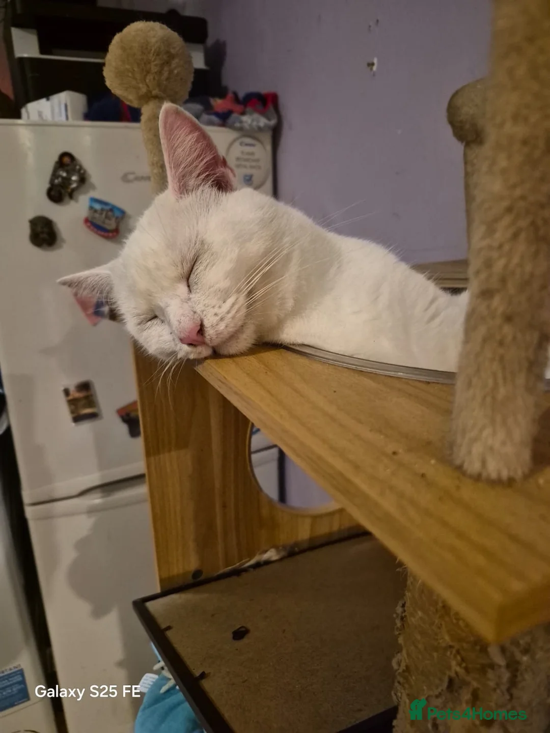 Domestic Shorthair cats for sale: Shirt, around 2 years old male - Advert 1