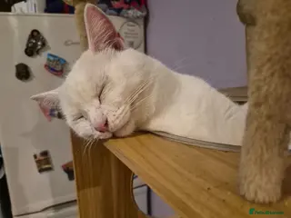 Domestic Shorthair cats Shirt, around 2 years old male - Advert 2