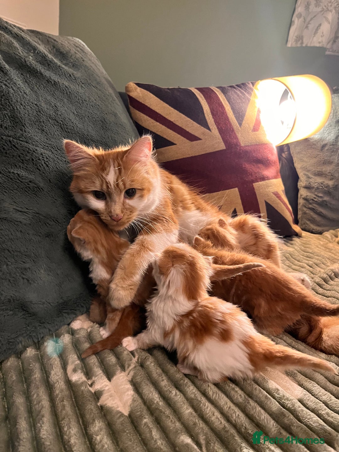 Mixed Breed cats for sale: Stunning friendly ginger kittens - Image 2