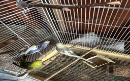 Budgerigars birds for sale: Budgies  - Image 6