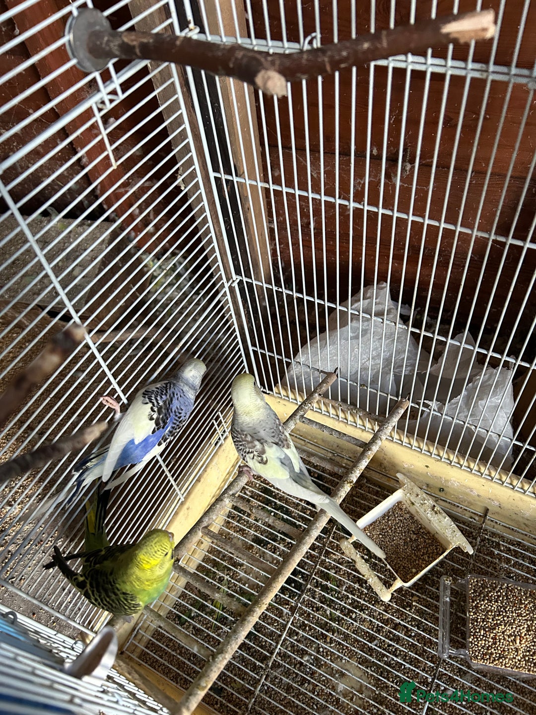 Budgerigars birds for sale: Budgies  - Image 6