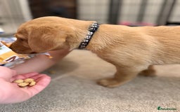Labrador Retriever dogs for sale: Black/fox Labrador kc with 5 wks free insurance  - Image 21