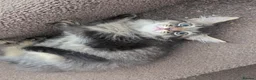 Persian cats for sale: Adorable Chocolate Haired Persian Male Kitten  - Advert 3