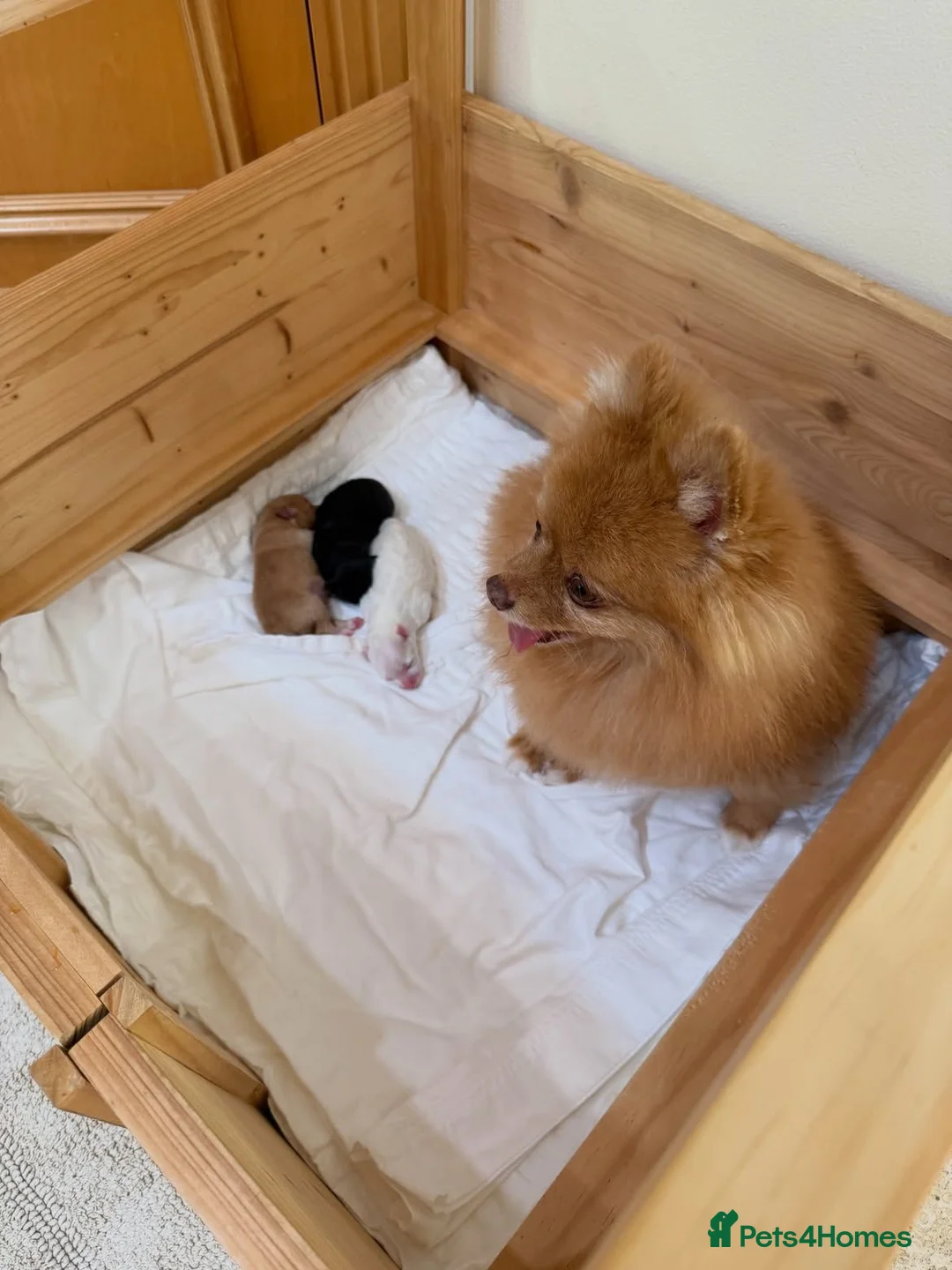 Pomeranian dogs for sale: High-quality Pomeranian puppies in Bristol - Advert 1