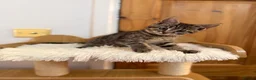 Mixed Breed cats for sale: Maine coon cross tabby mixed kittens - Advert 3