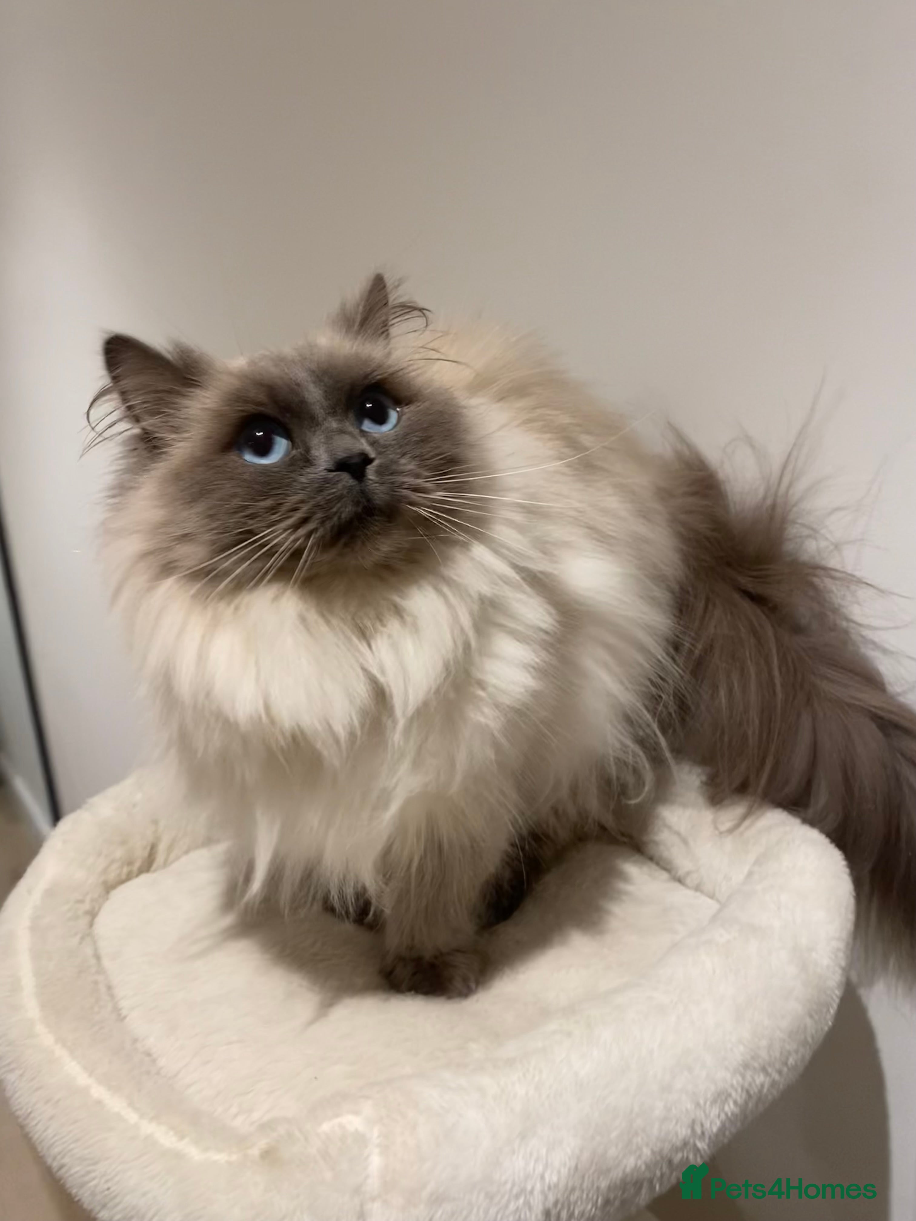 Ragdoll cats Ragdoll Girl Looking for Her Forever Home  - Advert 7