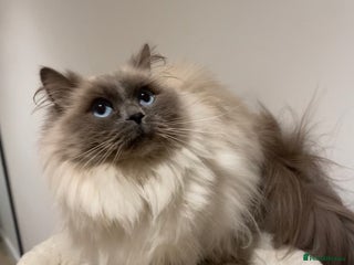 Ragdoll cats Ragdoll Girl Looking for Her Forever Home - Advert 1