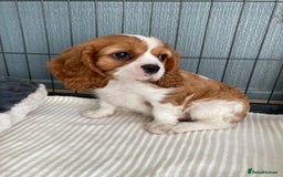 Cavalier King Charles Spaniel dogs for sale: Cavalier King Charles Spaniel! - Image 1