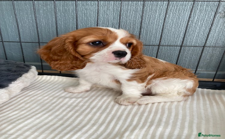 Cavalier King Charles Spaniel dogs - Advert 4