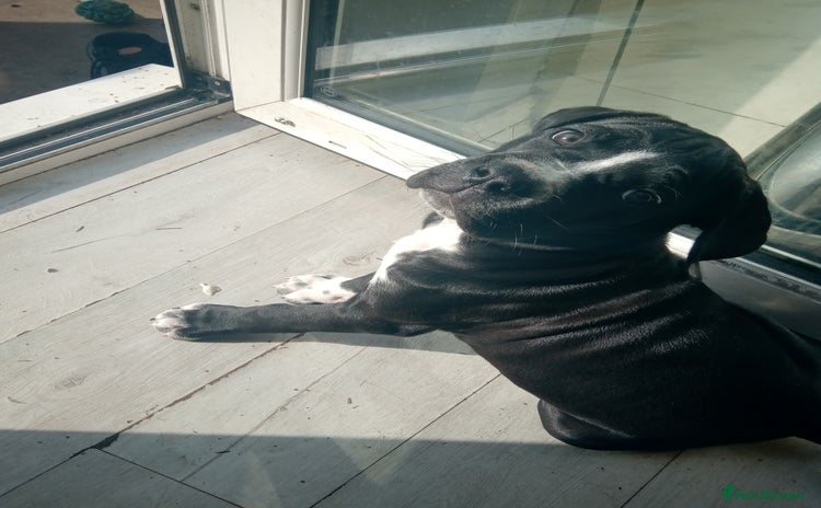 Cane Corso dogs - Advert 1
