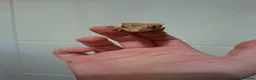 Gecko reptiles for sale: 3 crested geckos for sale  - Advert 4