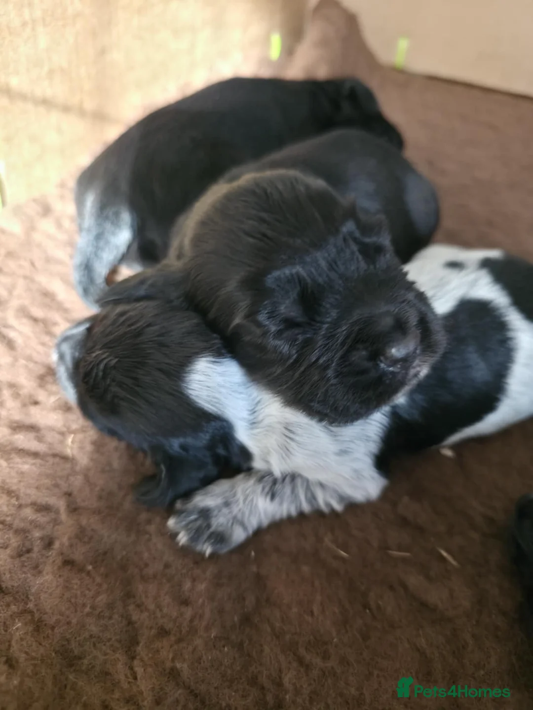 Sprocker dogs for sale: Sprocker spaniel girls  - Advert 8