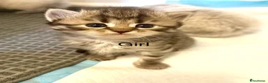 Siberian Kitten 7 Tabby Girl