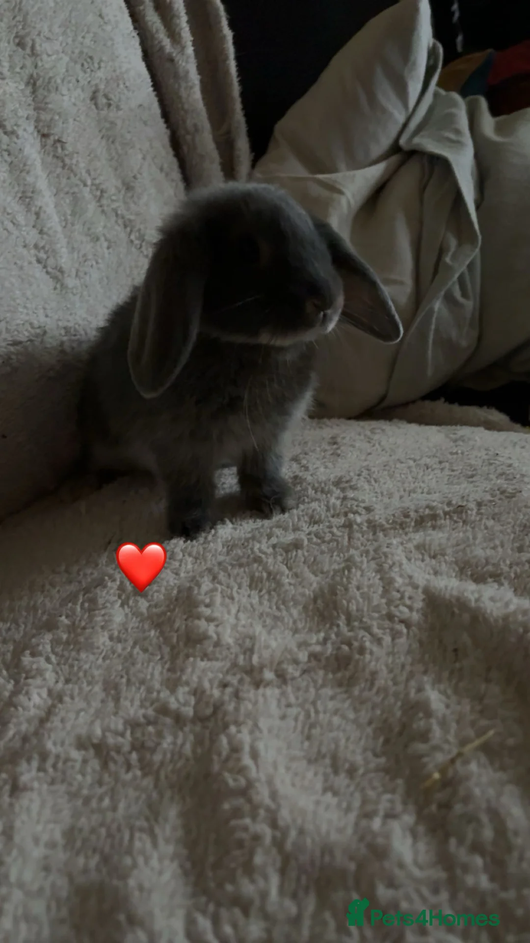 Mixed Breed rabbits for sale: baby rabbits now available - Advert 15