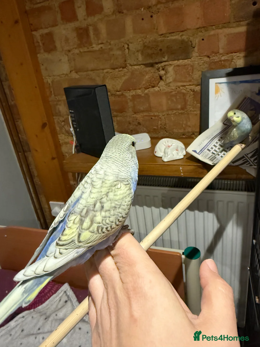 Budgerigars birds for sale: Baby budgies for sale - Advert 10