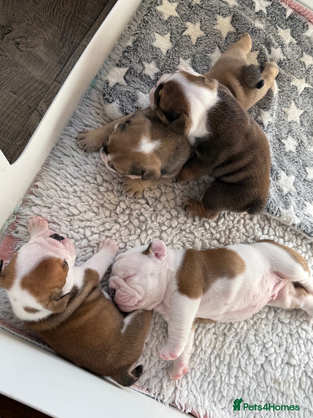 English Bulldog dogs for sale: KC Reg English Bulldog Pups - Image 18