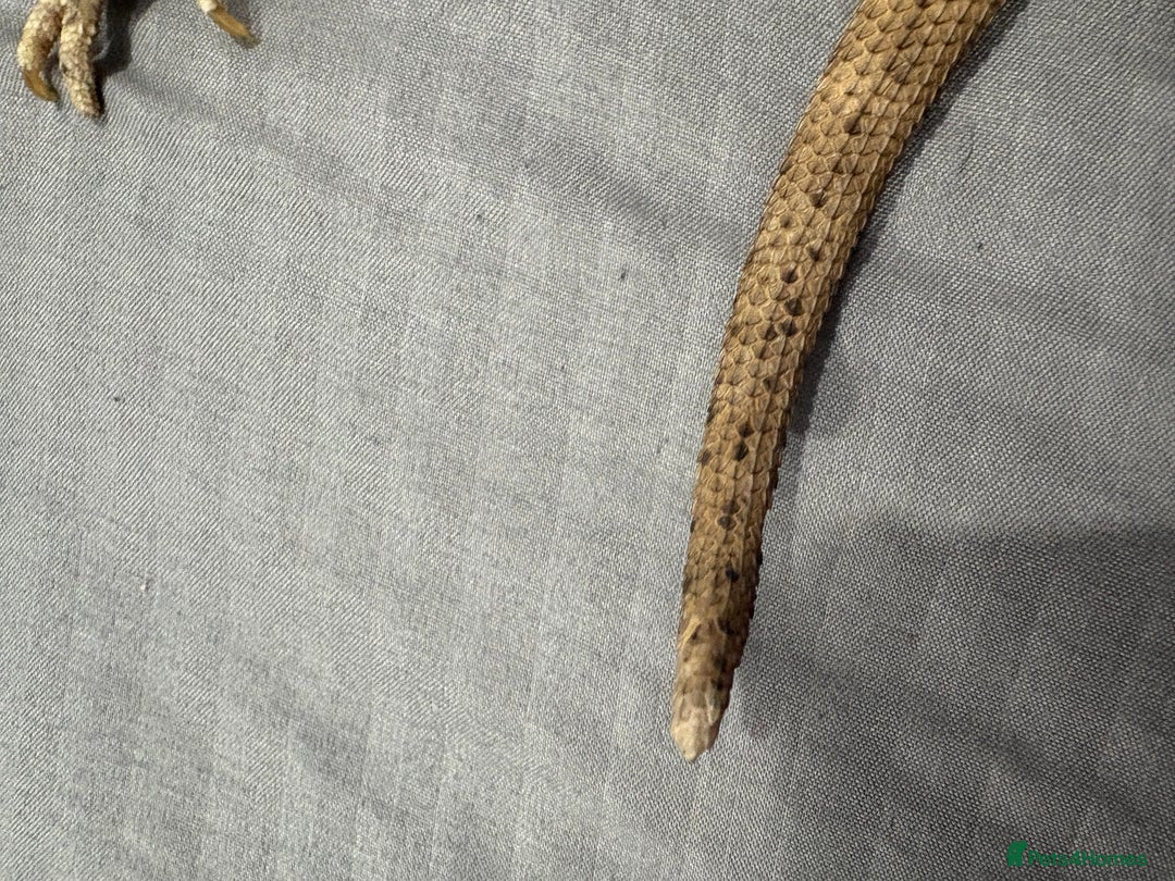 Bearded Dragon reptiles for sale: Citrus leatherback Bearded dragon - Advert 5