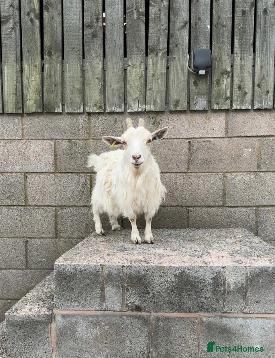 Goats livestock 3 female Pygmy goats  - Advert 1