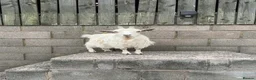 Goats livestock for sale: 3 female Pygmy goats  in Warrington - Advert 1