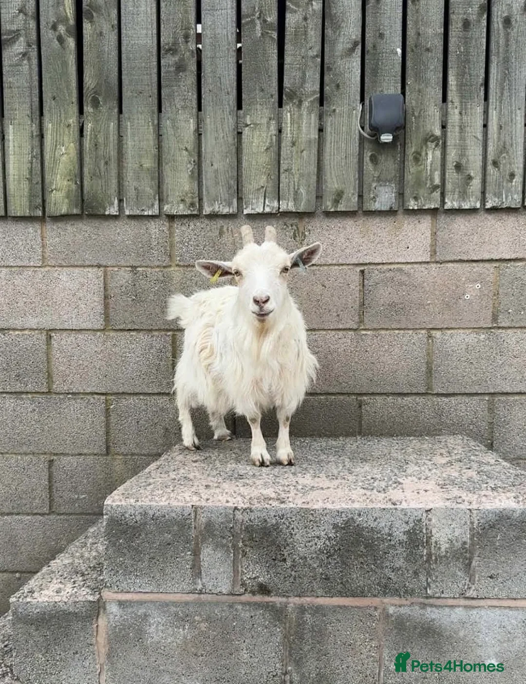 Goats livestock for sale: 3 female Pygmy goats  in Warrington - Advert 1
