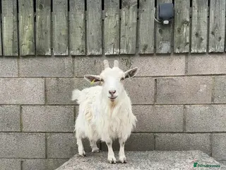 Goats livestock 3 female Pygmy goats - Advert 1