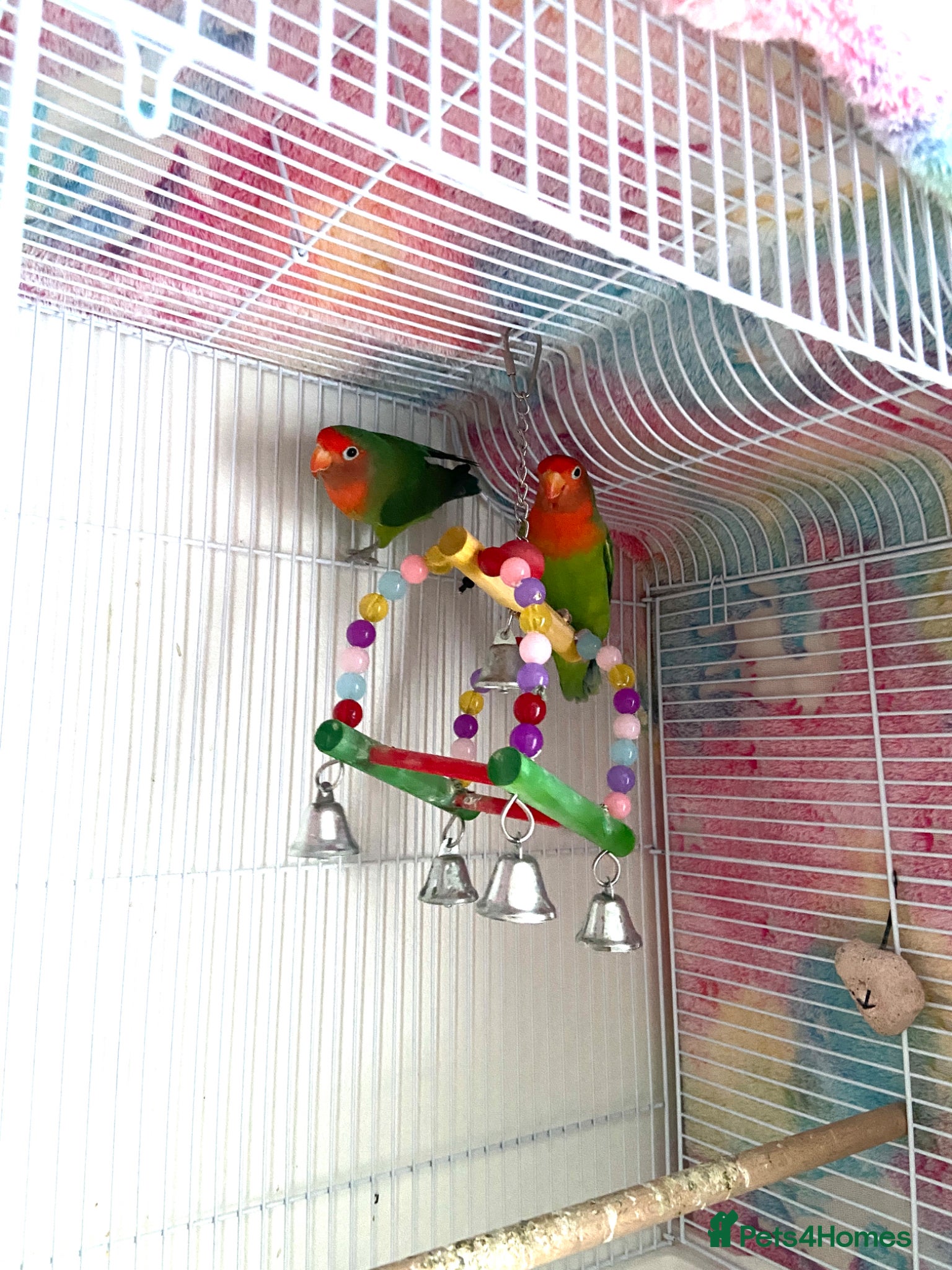 Lovebirds birds for sale: Beautiful Pair of Female Lovebirds for Sale! - Advert 3