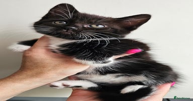 Mixed Breed cats - Advert 8