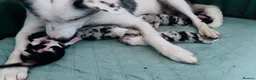 Border Collie dogs for sale: Beautiful Harlequin Merle Tri Border Collie Pups - Advert 4