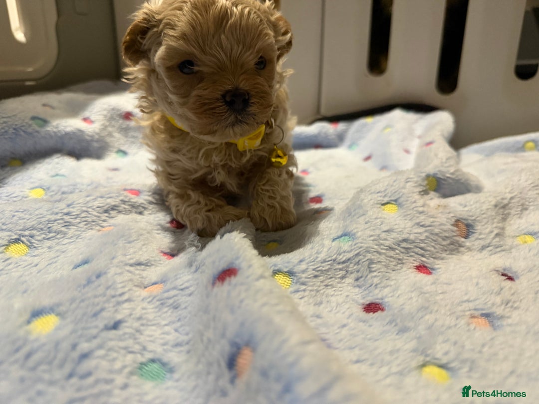 Maltipoo dogs for sale: Small Maltipoo puppy’s - Advert 11