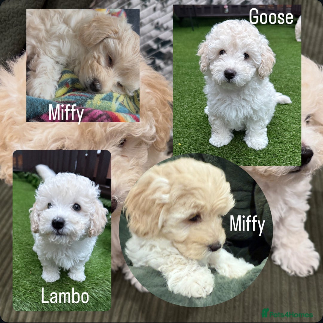Maltipoo dogs for sale: Ready now - 1 boy left F1B Maltipoo Puppy 💜🐾 - Advert 3