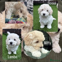 Maltipoo dogs Ready now - 2 left F1B Maltipoo Puppies 💜🐾 - Advert 4