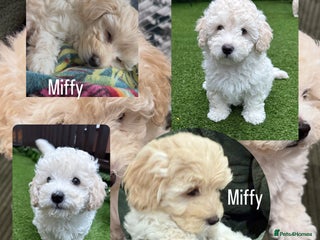 Maltipoo dogs Ready now - 2 left F1B Maltipoo Puppies 💜🐾 - Advert 7