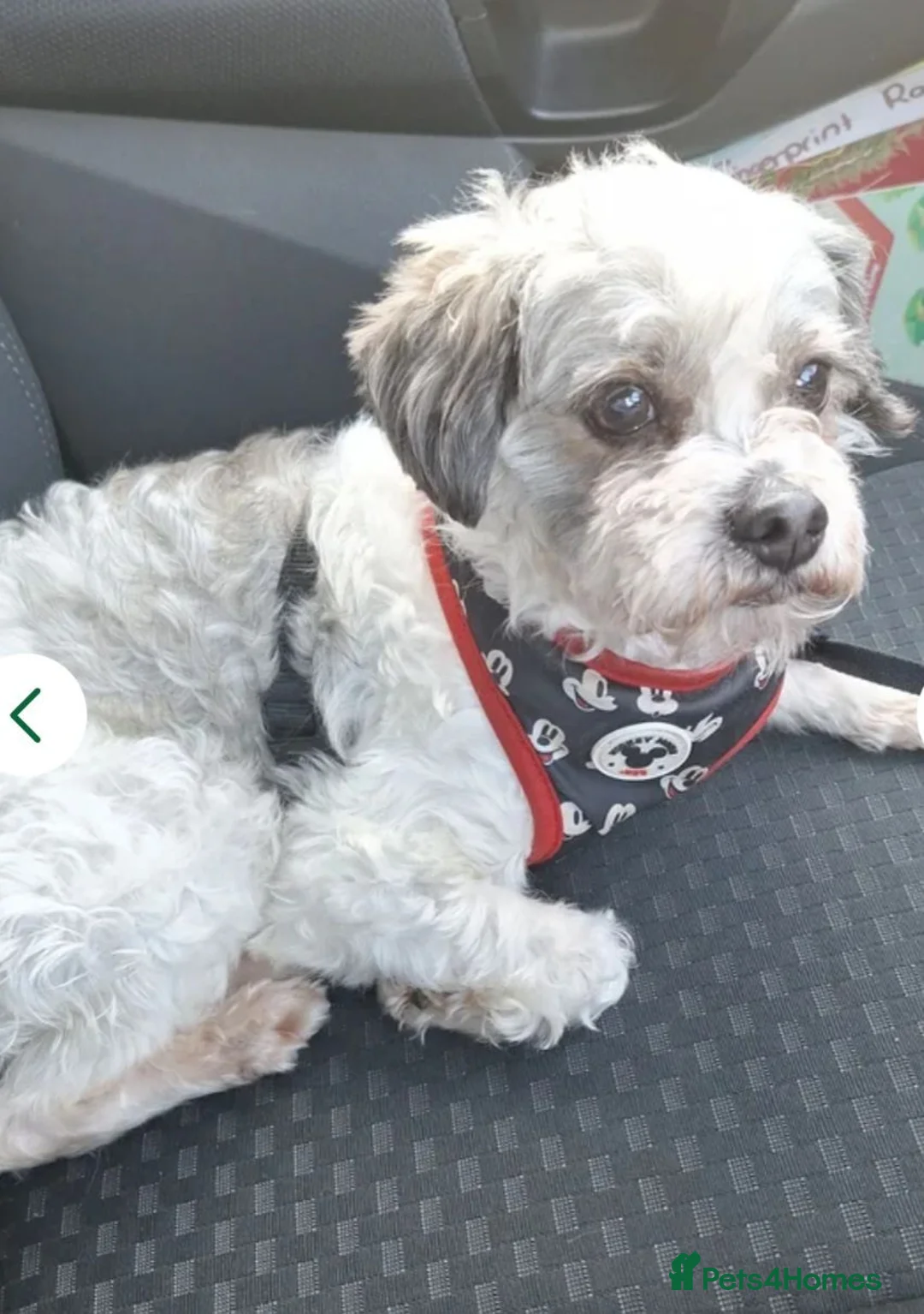 Cavapoo dogs for sale: Please read full description yorkie cava poo male  - Advert 2