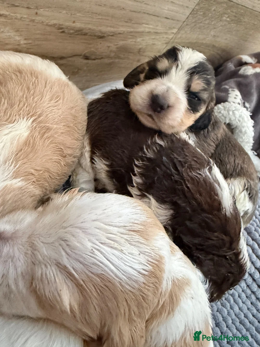 Cocker Spaniel dogs for sale: Merle and Sable cocker spaniel puppies in Retford - Advert 2