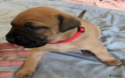 Mixed Breed dogs for sale: Beautiful Presa Mix Pups  - Image 11