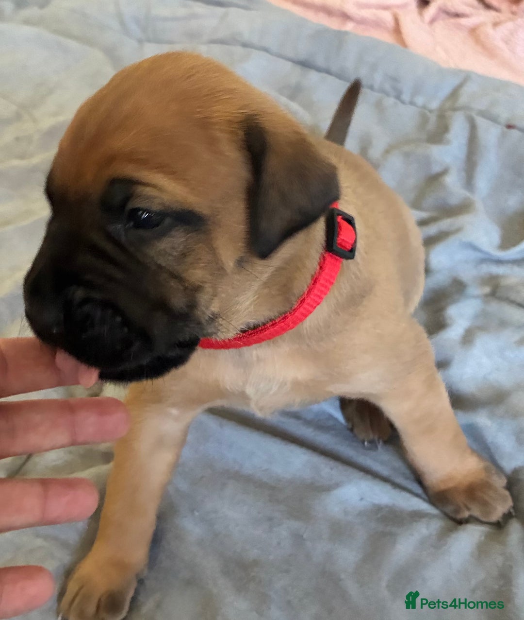 Mixed Breed dogs for sale: Beautiful Presa Mix Pups  - Image 11