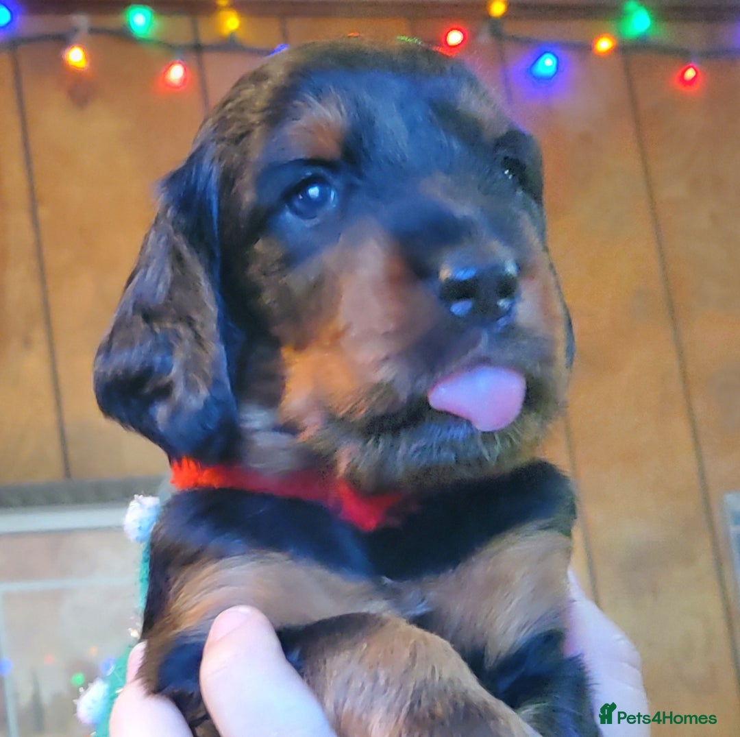 Gordon Setter dogs for sale: 🐾 Gordon Setter Puppies Raised in Our Home 🐾 - Advert 5