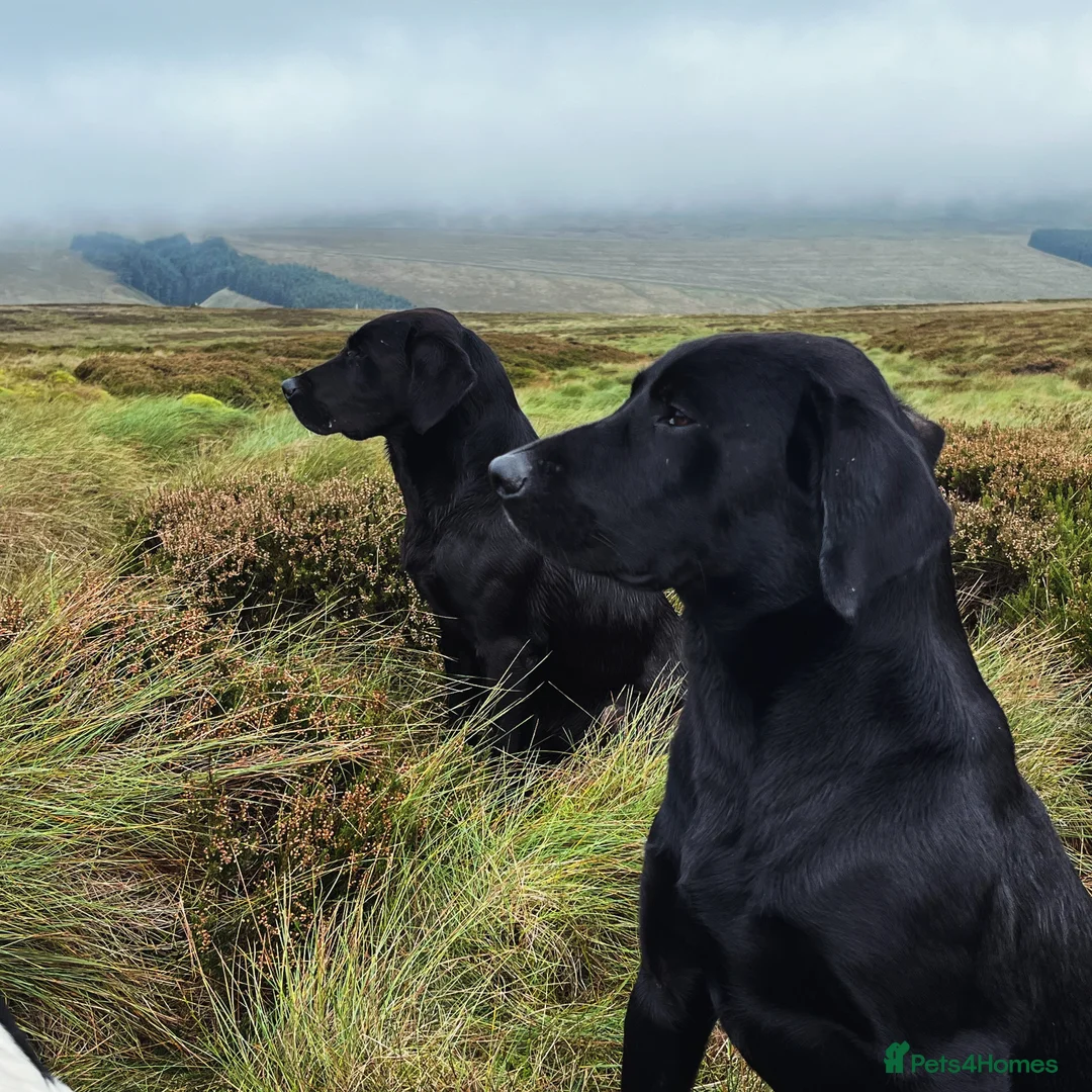Labrador Retriever dogs for stud: Black labrador stud- FULLY HEALTH TESTED in Leyburn - Advert 10