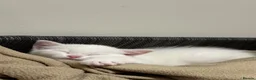 Turkish Angora cats for sale: 🤍 Two White Kittens – Playful & Litter Trained - Advert 10