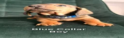 Dachshund dogs for sale: KC Standard Long Haired & Smooth Dachshund Puppies - Advert 19