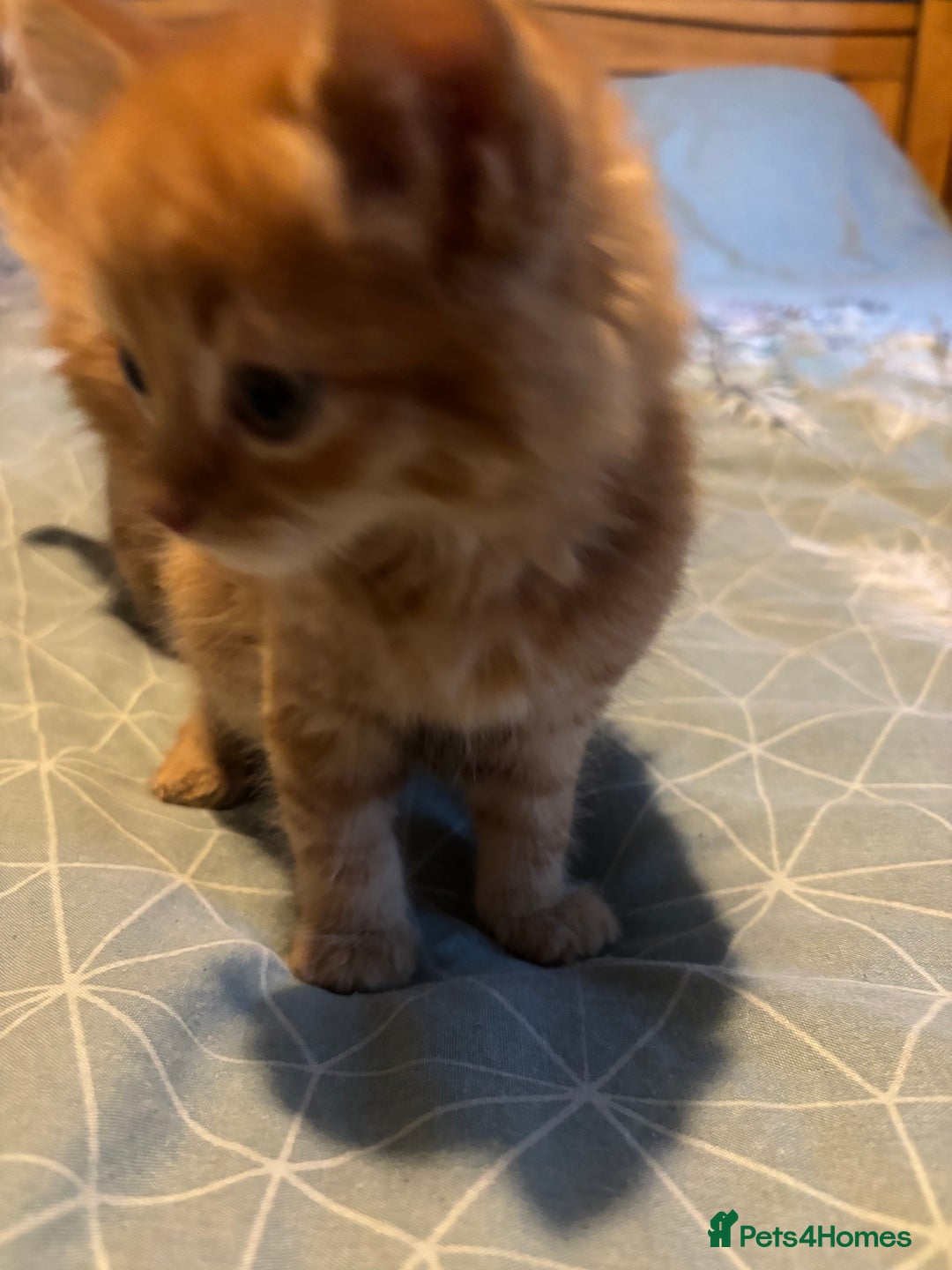 Siberian cats for sale: Ginger Siberian cross  - Image 11