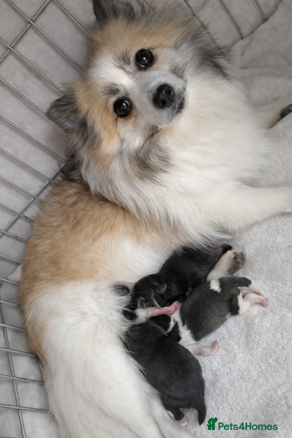 Pomeranian dogs 2 beautiful Pomeranian puppies - Advert 2