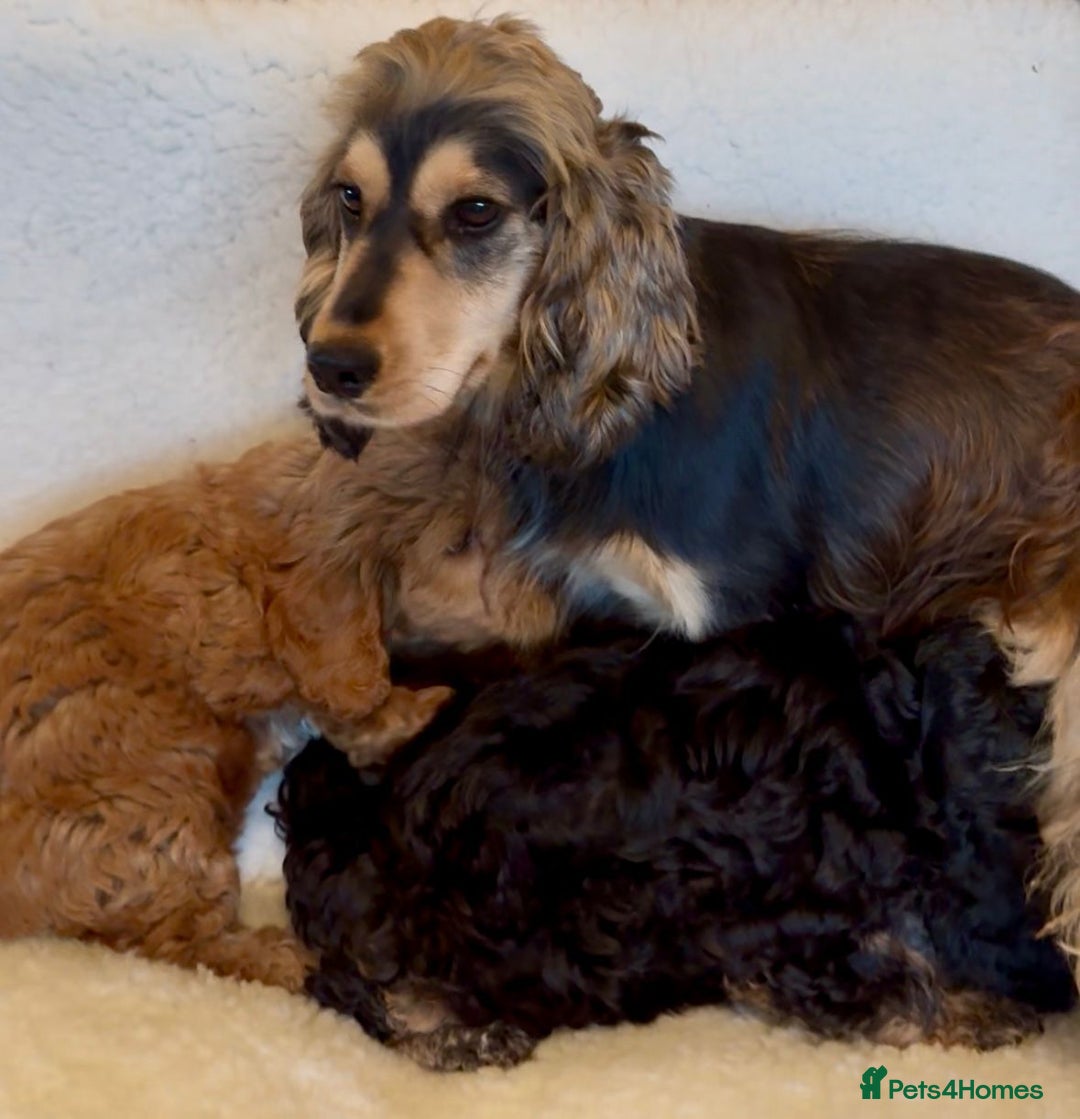 Cockapoo dogs for sale: F1 Cockerpoo Puppies  - Image 3