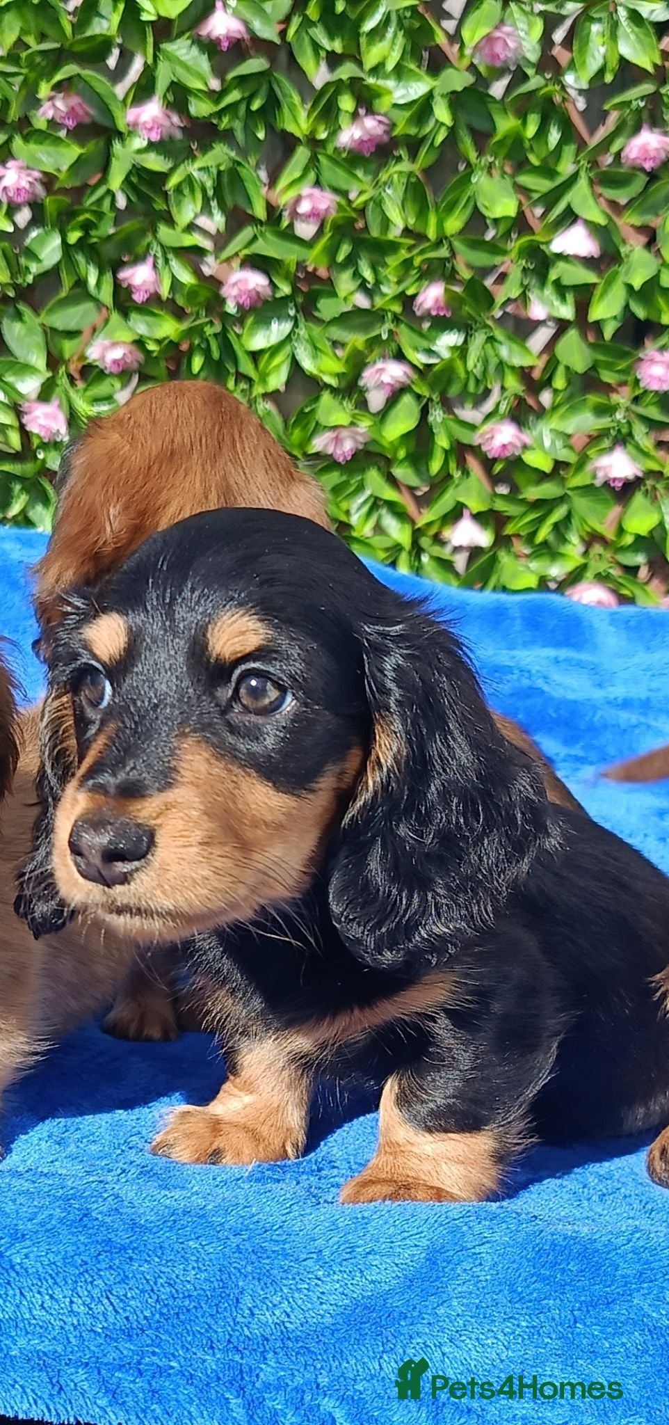 Miniature Dachshund dogs STUNNING MINI LONG HAIR KC REG PRA CLEAR - Advert 1