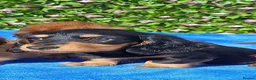 Miniature Dachshund dogs for sale: FULLY VAX "TALLY" MINI LH  KC REG PRA CLEAR - Advert 6