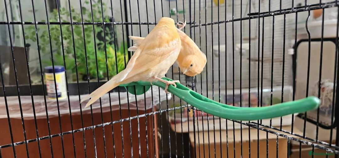 Canaries birds for sale: Four (2 pairs) young canaries - Advert 2